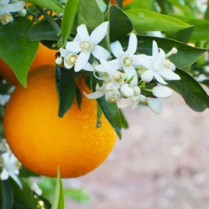 Eau de fleur d'oranger