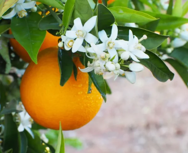 Eau de fleur d'oranger