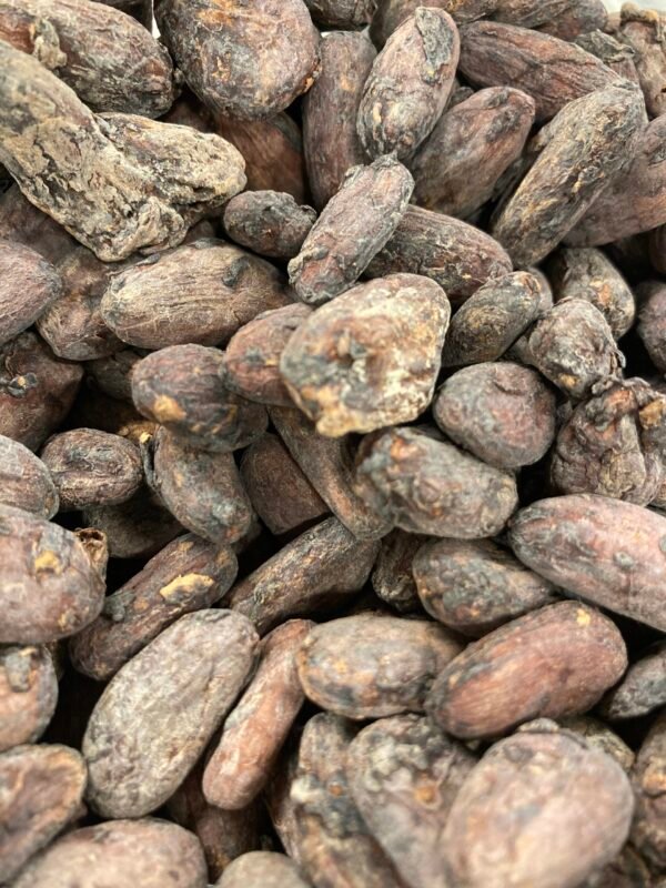 Fèves de cacao crues