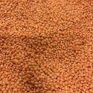Lentilles corail