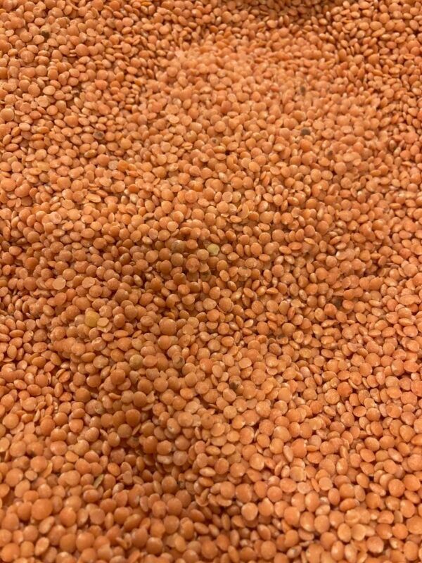 Lentilles corail