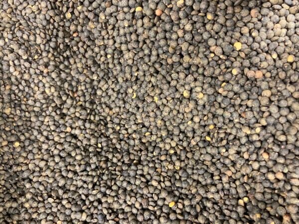 Lentilles vertes