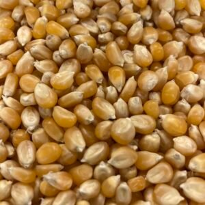 Maïs pop corn