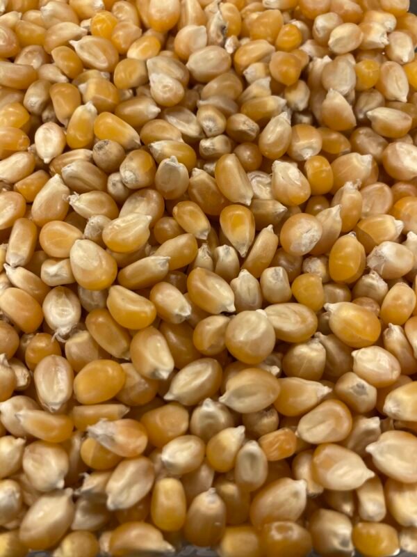 Maïs pop corn
