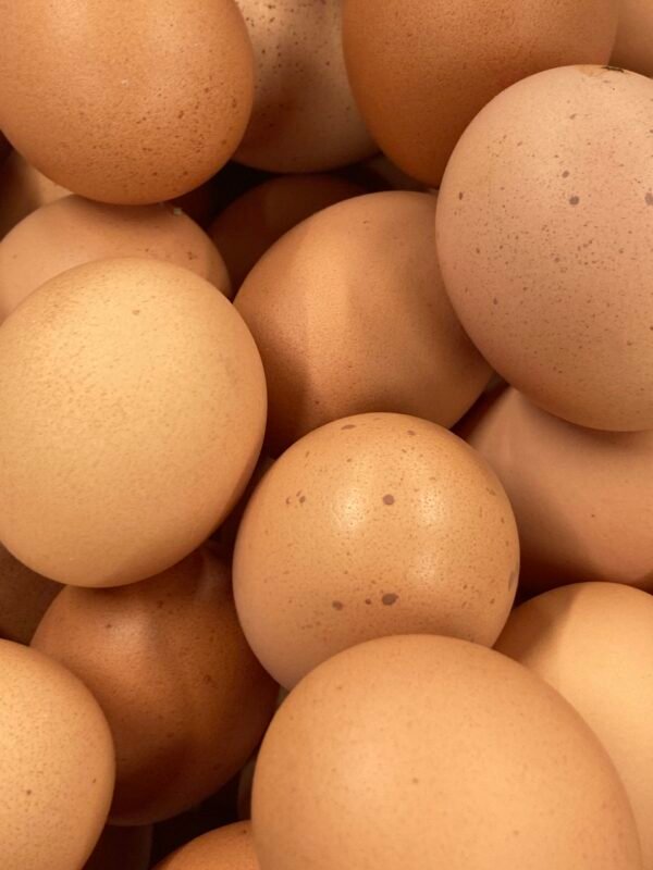 Oeufs frais