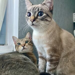 Croquettes chats