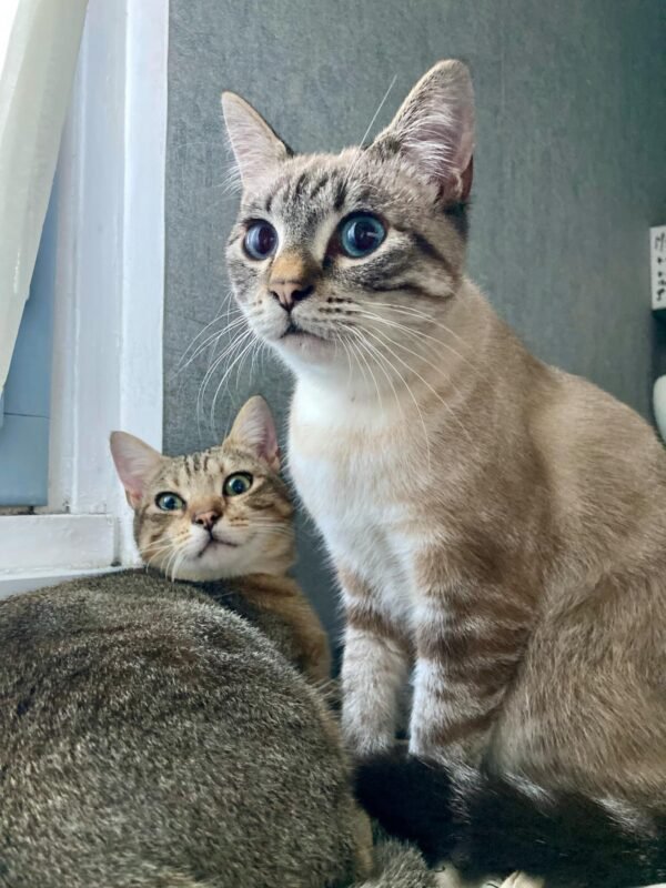 Croquettes chats