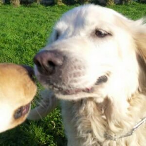 Croquettes chiens