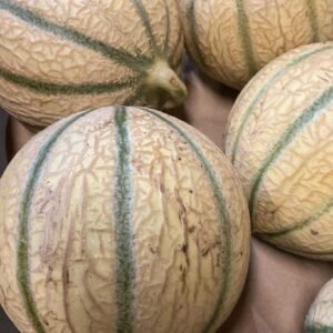 Melon Charentais
