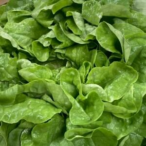 Salade - Feuille de Chêne blonde